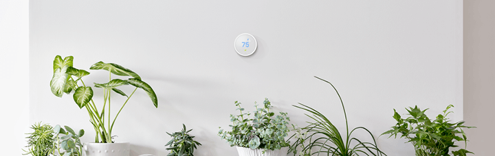 Nest Smart Thermostat hanging above a row of houseplants 