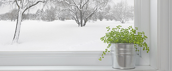 Potted plant by a snowy window