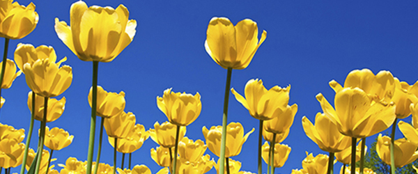 Pretty Yellow Flowers and blue sky