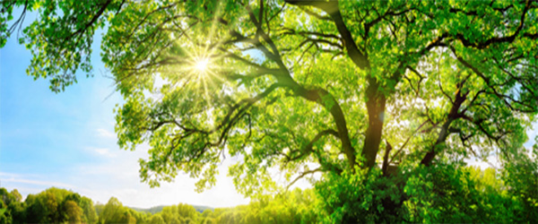 Sun shining through green tree