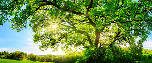 RS.EN.BG Why planting a tree can save you and the earth money_600x250 (2)